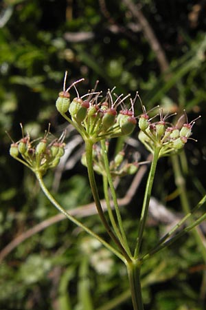 Pimpinella tragium / Buck Burnet Saxifrage, E Picos de Europa, Covadonga 7.8.2012