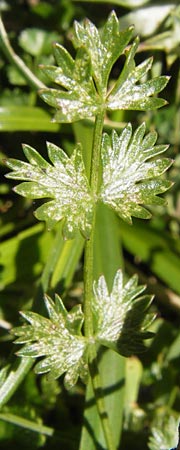 Pimpinella tragium \ Fels-Bibernelle, E Picos de Europa, Covadonga 7.8.2012