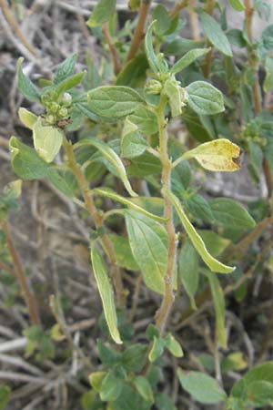 Parietaria judaica \ stiges Glaskraut, Mauer-Glaskraut / Pellitory-of-the-Wall, E Pyrenäen/Pyrenees, Ordesa 24.8.2011