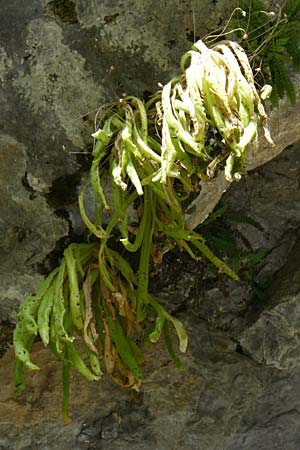 Pinguicula longifolia \ Langblttriges Fettkraut, E Pyrenäen, Ordesa 22.8.2011