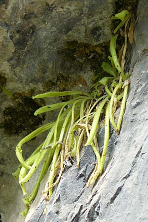 Pinguicula longifolia \ Langblttriges Fettkraut / Long-Leaved Butterwort, E Pyrenäen/Pyrenees, Ordesa 22.8.2011
