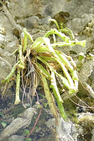 Pinguicula longifolia \ Langblttriges Fettkraut / Long-Leaved Butterwort, E Pyrenäen/Pyrenees, Ordesa 22.8.2011