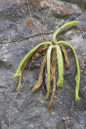 Pinguicula longifolia \ Langblttriges Fettkraut / Long-Leaved Butterwort, E Pyrenäen/Pyrenees, Ordesa 22.8.2011