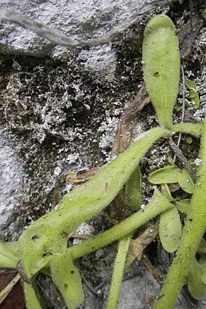 Pinguicula longifolia \ Langblttriges Fettkraut / Long-Leaved Butterwort, E Pyrenäen/Pyrenees, Ordesa 22.8.2011