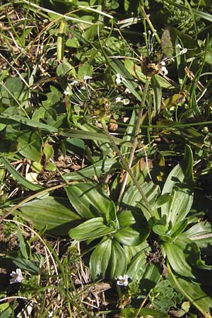 Plantago atrata subsp. atrata \ Dunkler Wegerich, Berg-Wegerich / Dark Plantain, E Picos de Europa, Covadonga 7.8.2012