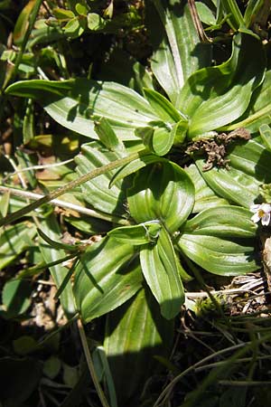 Plantago atrata subsp. atrata \ Dunkler Wegerich, Berg-Wegerich / Dark Plantain, E Picos de Europa, Covadonga 7.8.2012