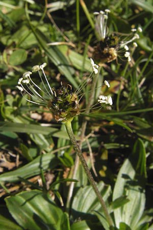 Plantago atrata subsp. atrata \ Dunkler Wegerich, Berg-Wegerich / Dark Plantain, E Picos de Europa, Covadonga 7.8.2012