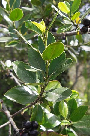 Phillyrea latifolia \ Breitblttrige Steinlinde / Broad-Leaved Phillyrea, E Asturien/Asturia Ribadesella 10.8.2012