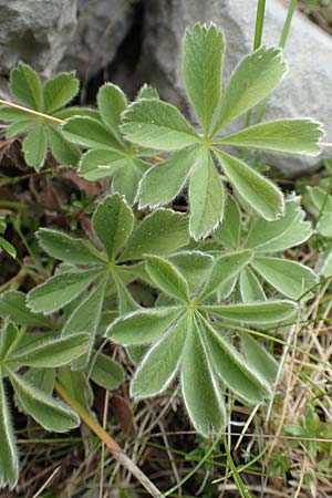 Potentilla nivalis \ Schnee-Fingerkraut, E Pyrenäen, Prat de Cadi 6.8.2018