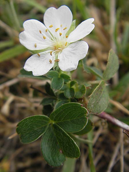 Potentilla montana \ Berg-Fingerkraut, E Zarautz 18.8.2011