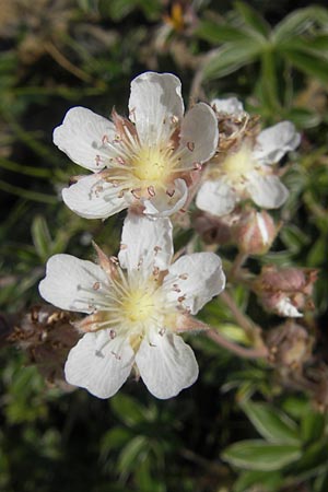 Potentilla alchemilloides \ Weies Pyrenen-Fingerkraut / Alchemilla-Leaved Cinquefoil, Pyrenean Cinquefoil, E Pyrenäen/Pyrenees, Ordesa 23.8.2011