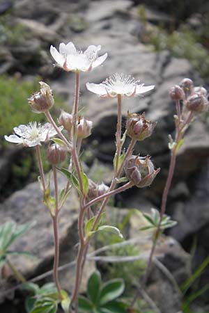 Potentilla alchemilloides \ Weies Pyrenen-Fingerkraut / Alchemilla-Leaved Cinquefoil, Pyrenean Cinquefoil, E Pyrenäen/Pyrenees, Ordesa 23.8.2011