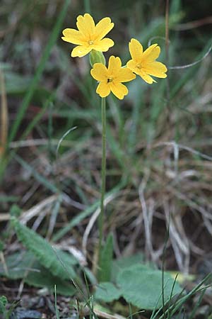 Primula elatior \ Hohe Schlsselblume, Wald-Primel / Ox-lip, E Navarra, Pamplona 7.5.2000