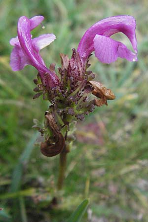 Pedicularis sylvatica \ Wald-Lusekraut / Common Louseport, E Pyrenäen/Pyrenees, Caldes de Boi 18.8.2006