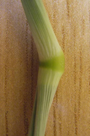 Phleum pratense \ Wiesen-Lieschgras / Timothy Grass, E Lekeitio 6.8.2012