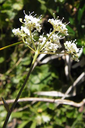 Pimpinella tragium \ Fels-Bibernelle / Buck Burnet Saxifrage, E Picos de Europa, Covadonga 7.8.2012