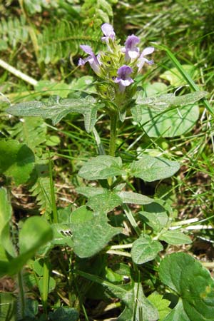 Prunella laciniata x vulgaris \ Hybrid-Braunelle / Hybrid Selfheal, E Picos de Europa, Carrea 11.8.2012