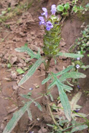 Prunella laciniata x vulgaris \ Hybrid-Braunelle / Hybrid Selfheal, E Picos de Europa, Carrea 11.8.2012