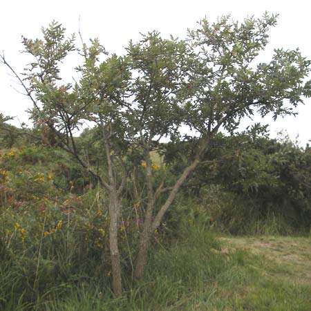 Quercus pyrenaica \ Pyrenen-Eiche / Pyrenean Oak, E Zarautz 17.8.2011