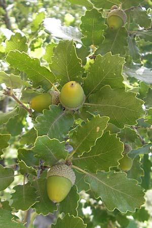 Quercus pubescens \ Flaum-Eiche / White Oak, E Usun 20.8.2011