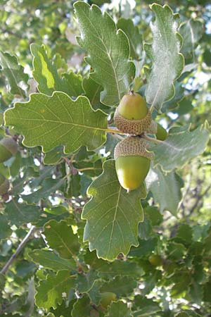 Quercus pubescens \ Flaum-Eiche / White Oak, E Usun 20.8.2011