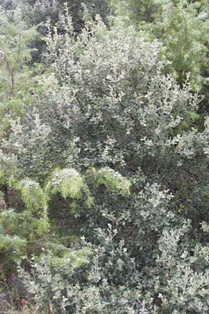 Quercus ilex / Evergreen Oak, E Sangüesa 18.8.2011