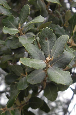 Quercus ilex / Evergreen Oak, E Sangüesa 18.8.2011