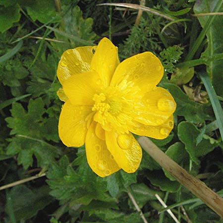 Ranunculus montanus \ Berg-Hahnenfu / Mountain Buttercup, E Pyrenäen/Pyrenees, Benasque 17.8.2006