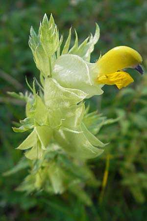 Rhinanthus serotinus \ Groer Klappertopf / Narrow-Leaved Yellow-Rattle, E Pyrenäen/Pyrenees, Hecho - Tal / Valley 19.8.2011