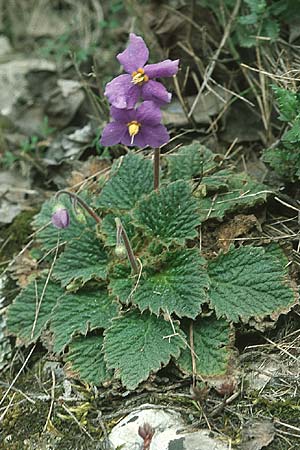 Ramonda myconi \ Pyrenen-Felsenteller, E Katalonien Montserrat 22.5.2004