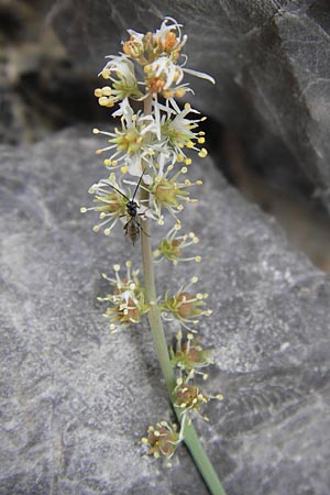 Reseda glauca \ Pyrenen-Resede / Hardy Mignonette, E Picos de Europa, Fuente De 14.8.2012