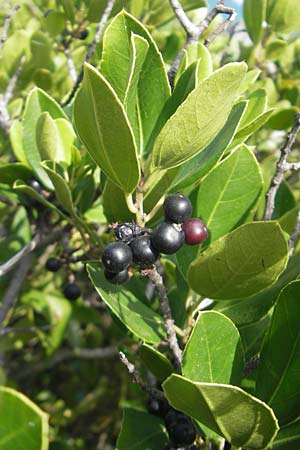 Rhamnus alaternus \ Stechpalmen-Kreuzdorn, Immergrner Kreuzdorn, E Zumaia 16.8.2011