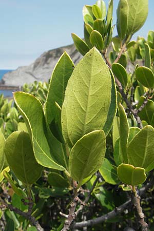 Rhamnus alaternus \ Stechpalmen-Kreuzdorn, Immergrner Kreuzdorn / Italian Buckthorn, Evergreen Buckthorn, E Zumaia 16.8.2011