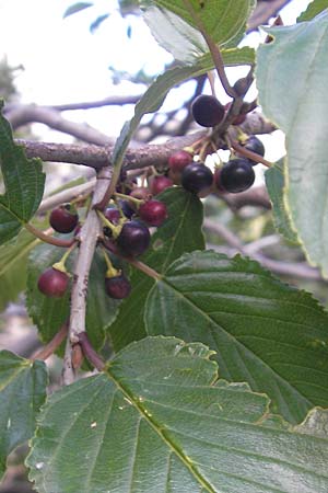 Rhamnus alpina \ Alpen-Kreuzdorn / Alpine Buckthorn, E Pyrenäen/Pyrenees, Ordesa 23.8.2011