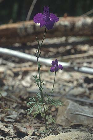 Delphinium ajacis \ Garten-Rittersporn / Larkspur, E Prov.  Teruel 23.7.2001