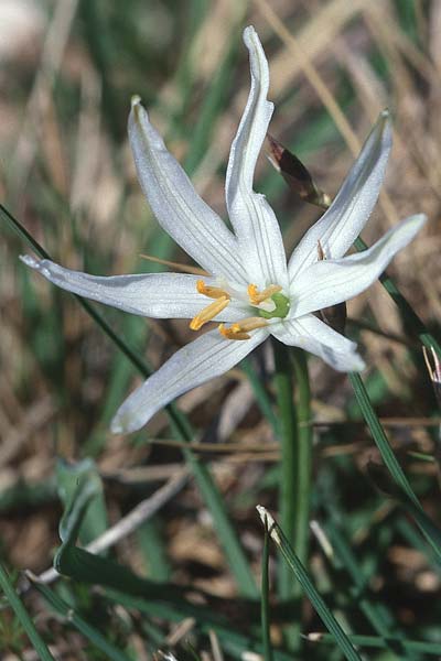 Ornithogalum exscapum / White Star of Bethlehem, E La Rioja, Ezcaray 23.5.2003