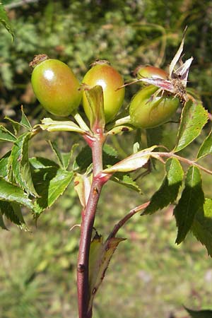 Rosa spec3 ? / Rose, E Pyrenees, Hecho - Valley 19.8.2011