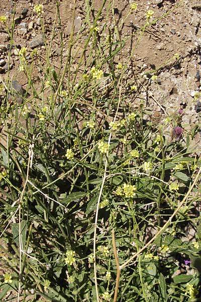 Rapistrum perenne \ Ausdauernder Rapsdotter, E Picos de Europa, Posada de Valdeon 13.8.2012