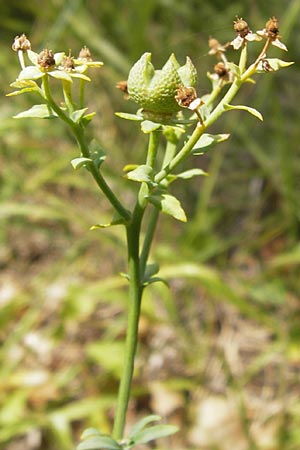 Ruta chalepensis \ Gefranste Raute, Aleppo-Raute / Egyptian Rue, E Lekeitio 6.8.2012