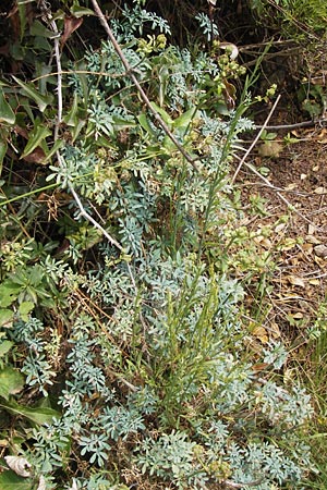 Ruta chalepensis \ Gefranste Raute, Aleppo-Raute, E Lekeitio 6.8.2012