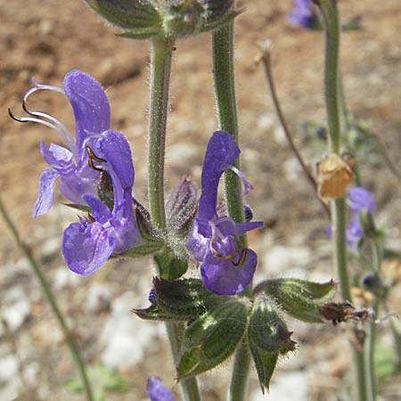 Salvia verbenaca \ Eisenkraut-Salbei, E Barcelona 13.8.2006