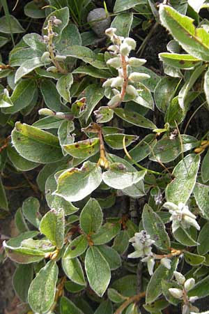 Salix pyrenaica \ Pyrenen-Weide / Pyrenean Willow, E Pyrenäen/Pyrenees, Ordesa 23.8.2011