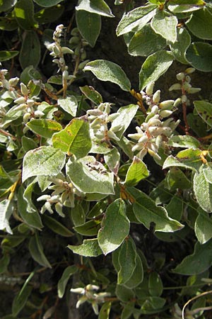 Salix pyrenaica \ Pyrenen-Weide, E Pyrenäen, Ordesa 23.8.2011