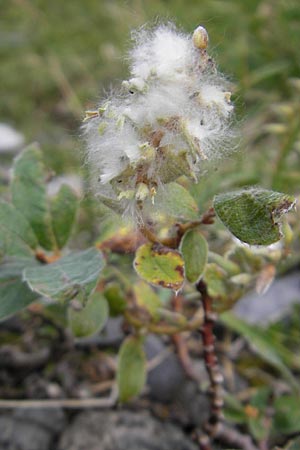 Salix pyrenaica \ Pyrenen-Weide, E Pyrenäen, Ordesa 23.8.2011