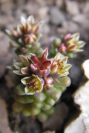 Sedum atratum \ Dunkler Mauerpfeffer / Dark Stonecrop, E Picos de Europa, Fuente De 14.8.2012