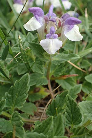 Scutellaria alpina / Alpine Skullcap, E Pyrenees, Prat de Cadi 6.8.2018