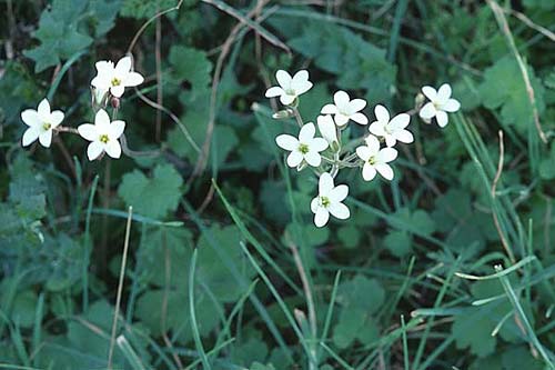 Saxifraga granulata \ Knllchen-Steinbrech / Meadow Saxifrage, E Puerto del Viento (Ronda) 25.3.2002