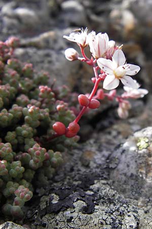 Sedum brevifolium \ Kurzblttriger Mauerpfeffer / Short-Leaved Stonecrop, E Picos de Europa, Puerto de San Glorio 13.8.2012