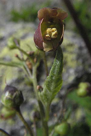 Scrophularia alpestris \ Alpine Braunwurz / Alpine Figwort, E Pyrenäen/Pyrenees, Caldes de Boi 18.8.2006