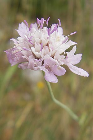 Scabiosa canescens \ Graue Skabiose, Duft-Skabiose, E Sangüesa 18.8.2011